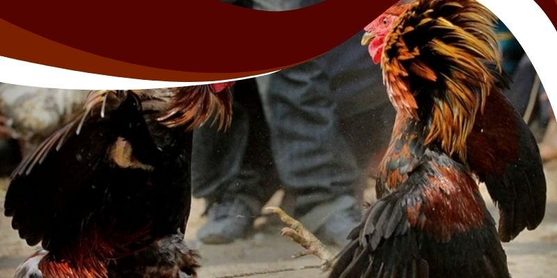Đá Gà Đòn Trực Tiếp AE888 – Trận Đấu Nảy Lửa, Thưởng Cực Lớn 2 Chiến thuật thắng lớn trong đá gà đòn trực tiếp AE888