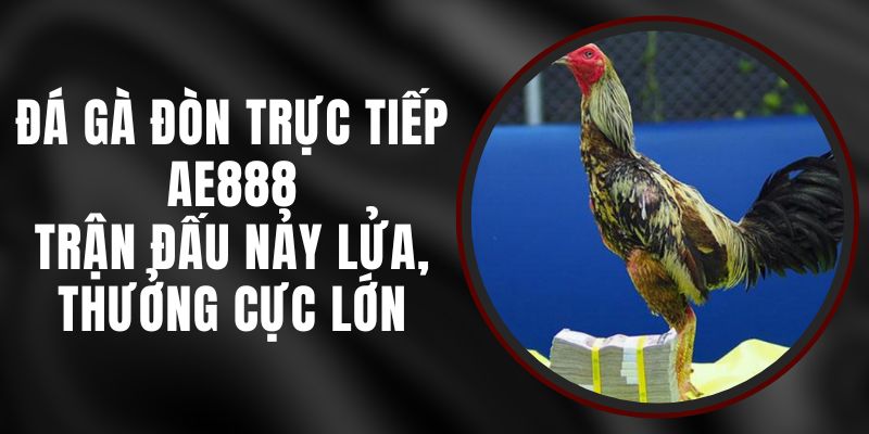 Đá Gà Đòn Trực Tiếp AE888 – Trận Đấu Nảy Lửa, Thưởng Cực Lớn